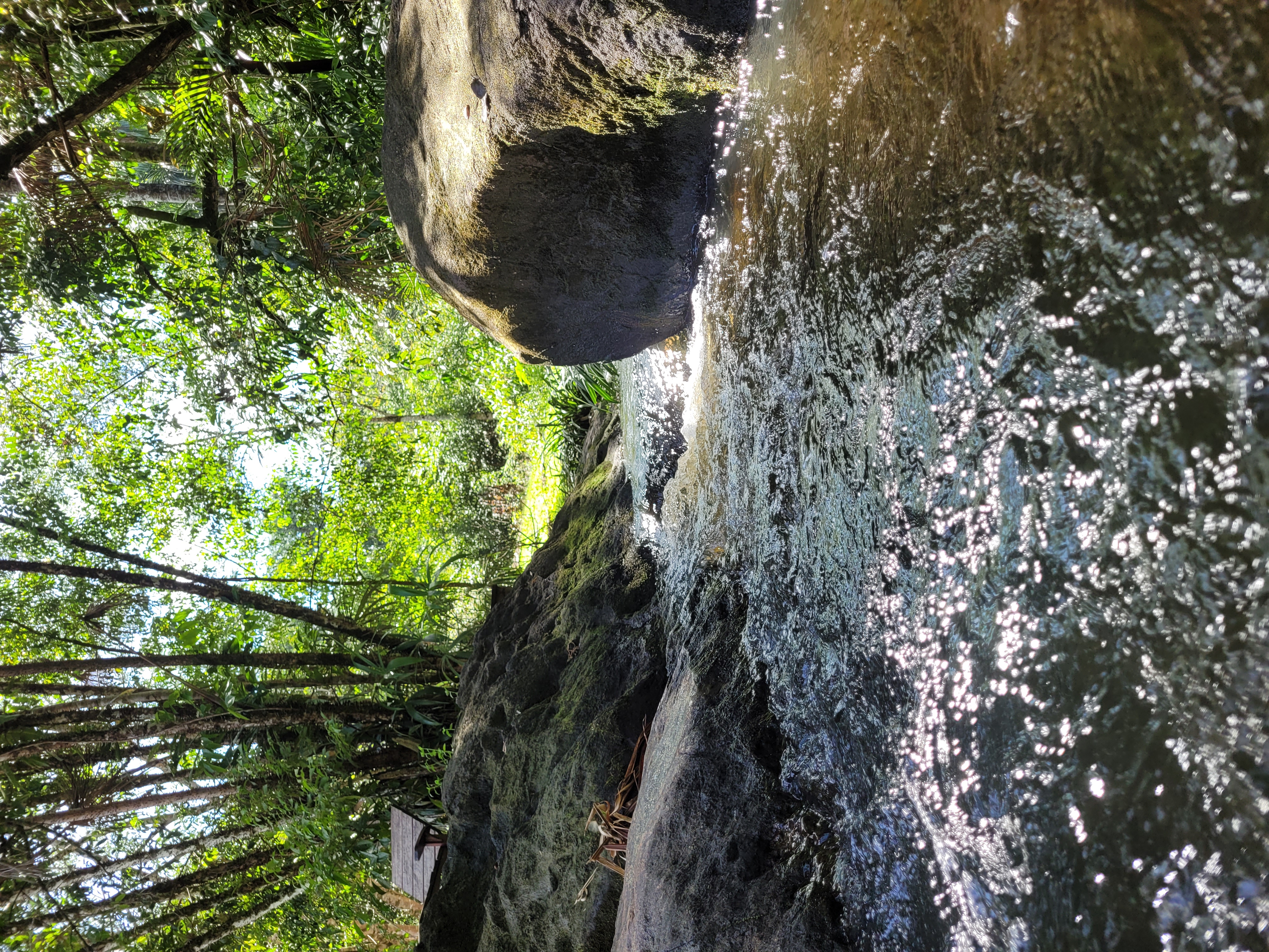 Crique en forêt